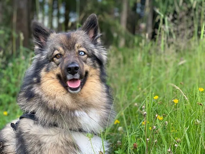 This Is Koda, He Is A Big Teddybear. Some Kids Are Afraid Of His Eyes, How Is That Possible?