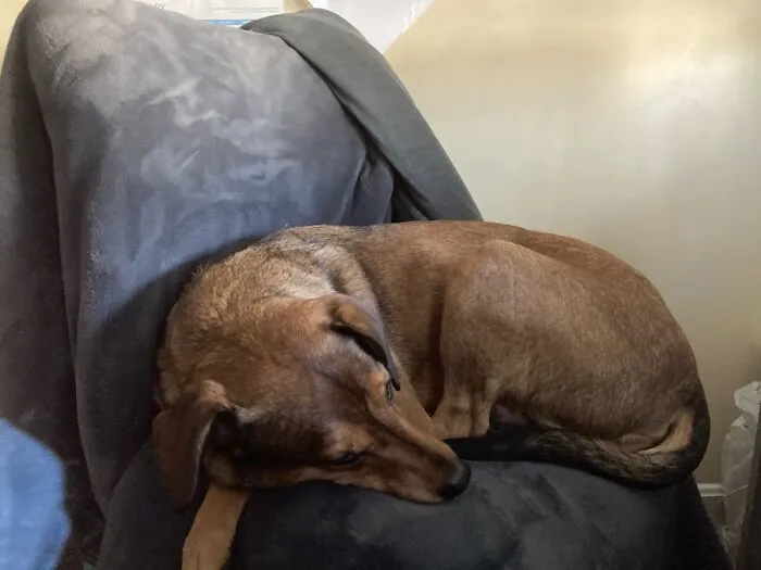 My Dog