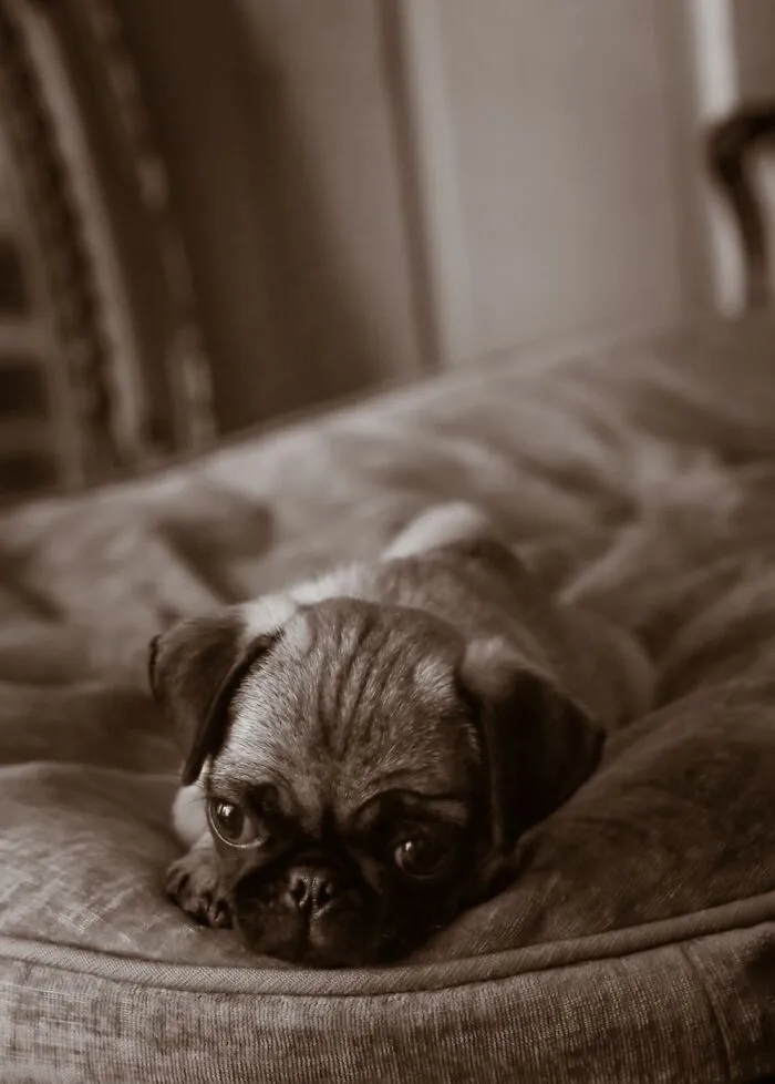 Glynda The Good Pug