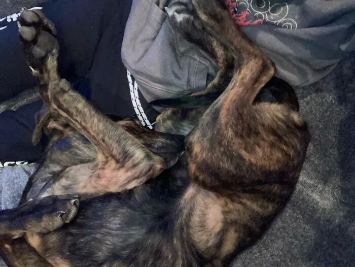 Not My Dog But Our Most Previous Foster Dog. His Name Was Frost And He Went To A Good Home