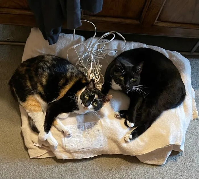 Money Penny And Tweek Posing Like Shrimps.