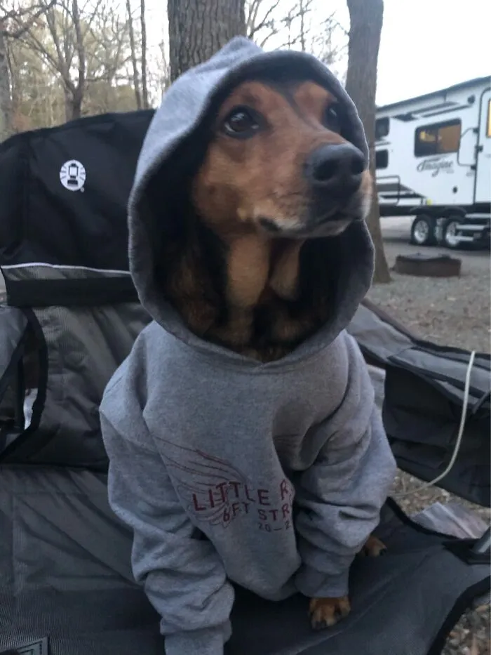 My Dog