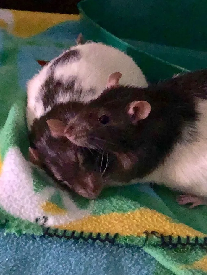 Otis And Rex