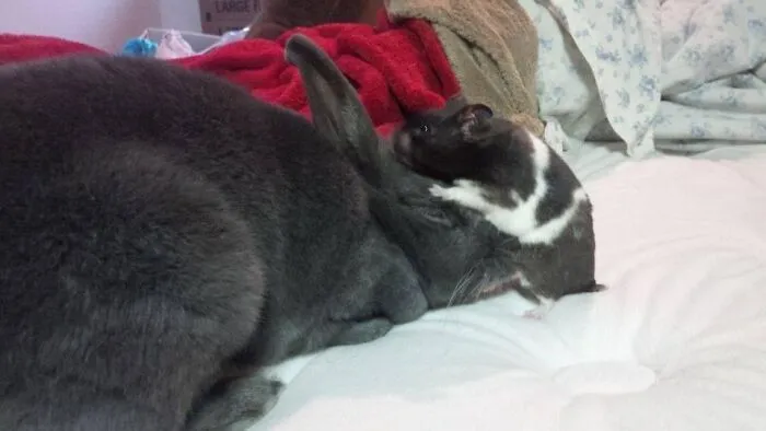 These Are Bffs, My Bunny Hoppers And Hamster Fat Hammy