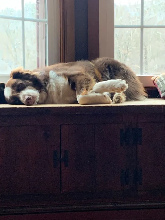 Already Got This Aussie But He Needs A Buddy!!