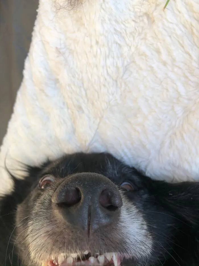 Teef