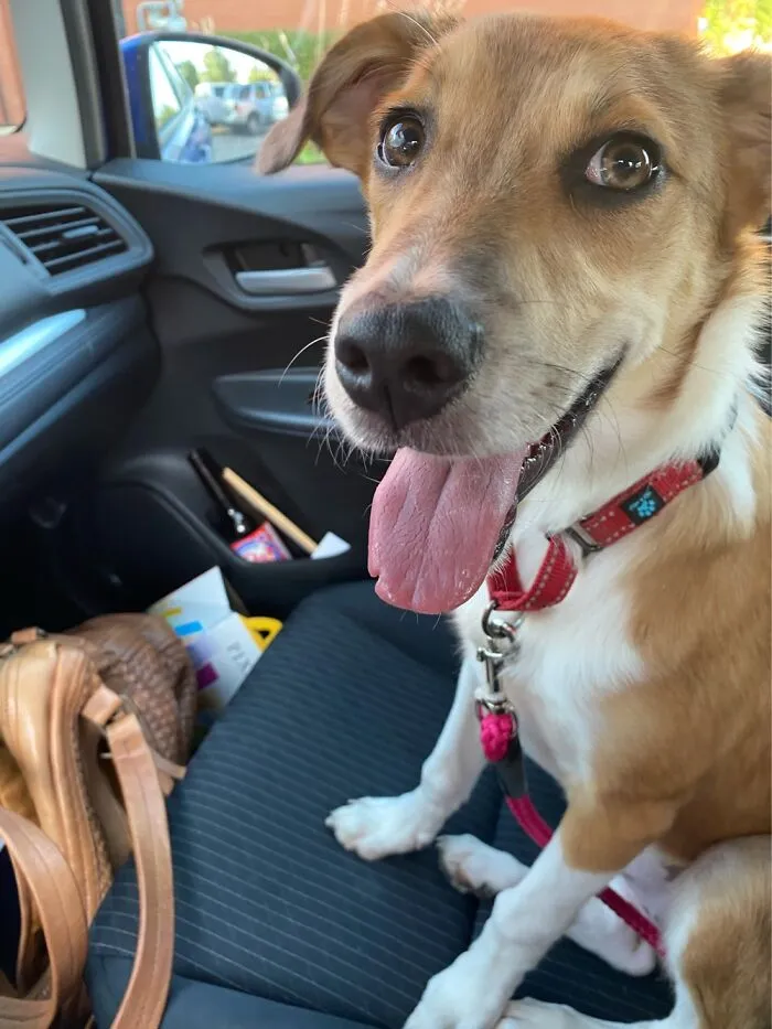 Izzy Rose On A Car Ride. Her Face Is Pure Joy.