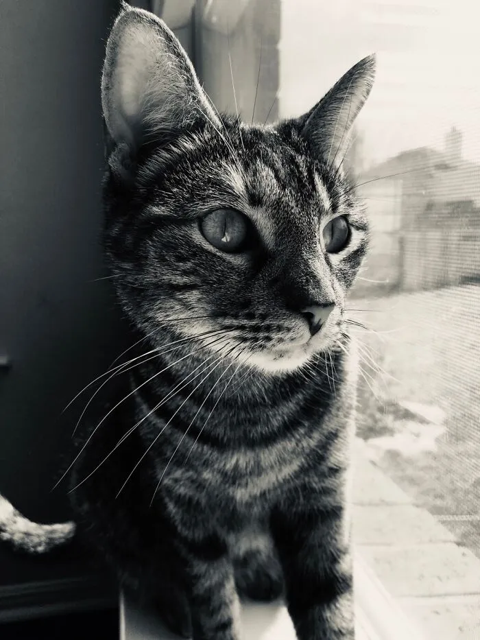 This Is My Cat Tabbers