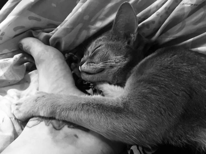Kitten Hug