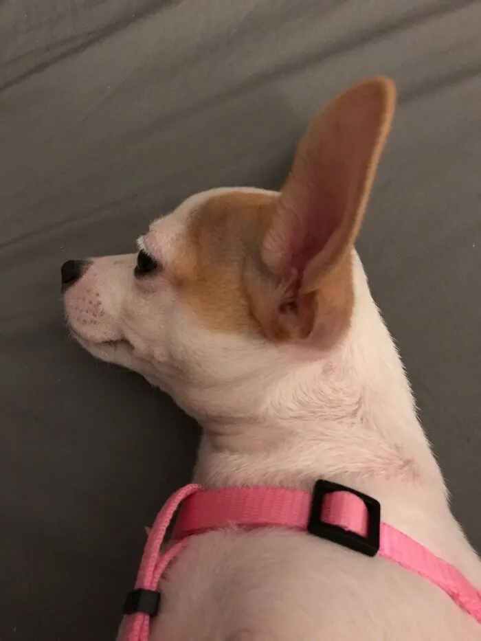 Poppy: “Reading You Loud And Clear Houston”.
