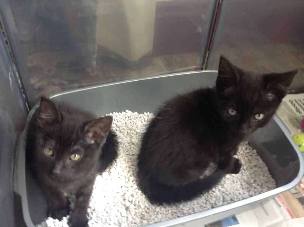 My Kittens On The First 3 Weeks