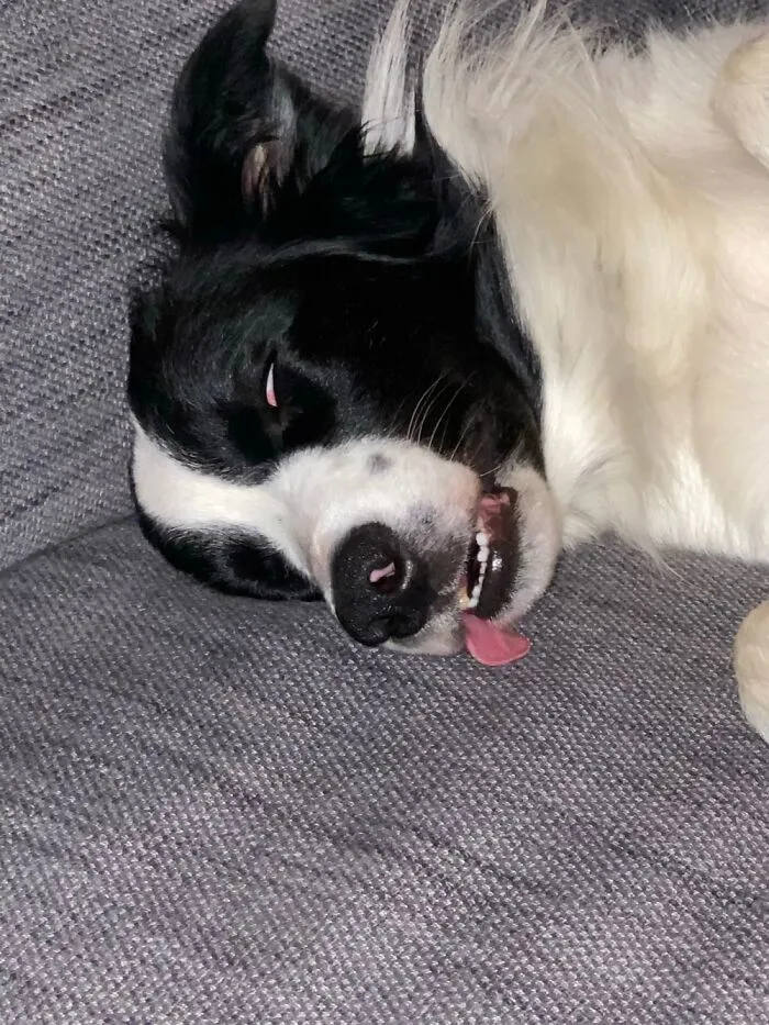 Tali......  So Elegant When He’s Asleep!