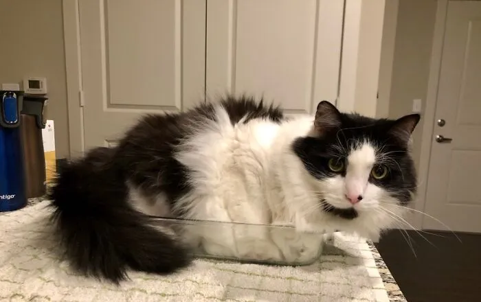 The Casserole Dish Was Claimed. Dinner Would Have To Wait.
