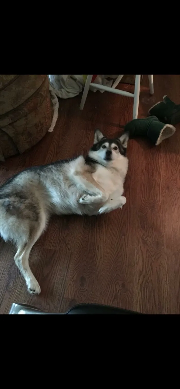 Dogasaurus Rex