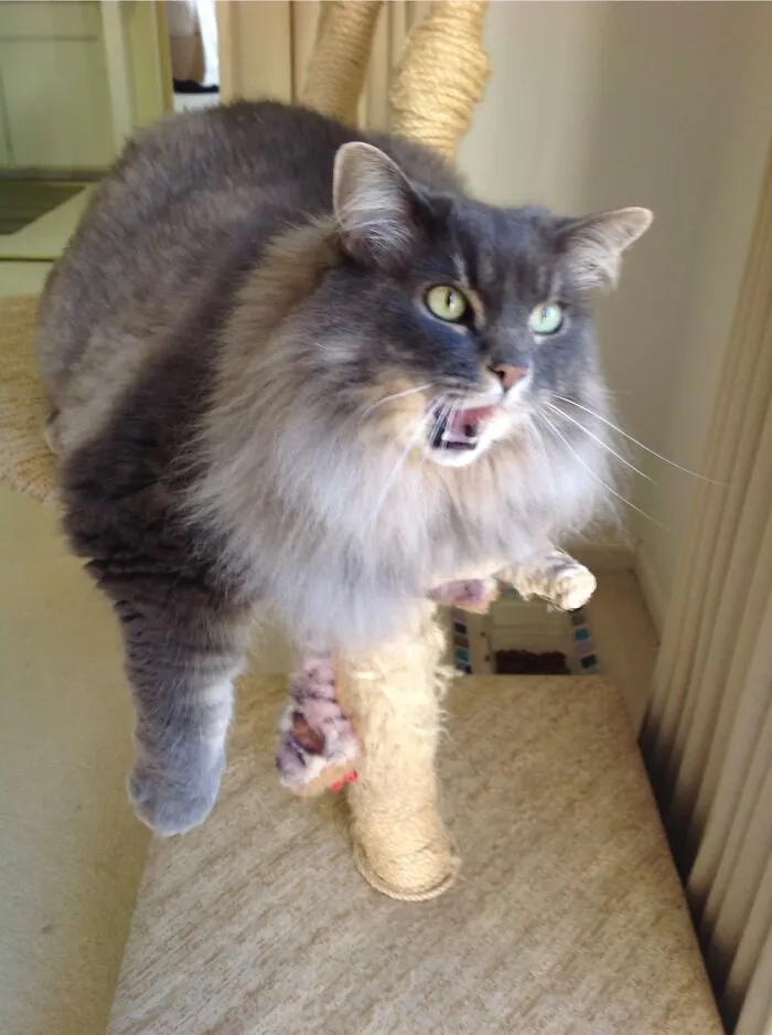 I Am Catkins, Hear Me Roar!