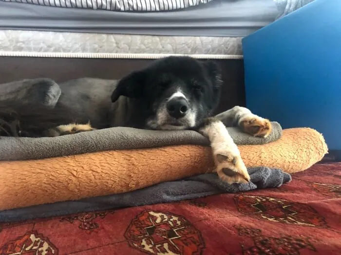 My Beautiful (Almost) 14yr Old Baby, Ripley. Who’s The Goodest Boy?! 🥰😍
