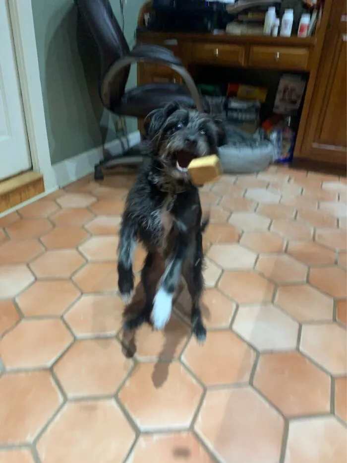 He Caught It!