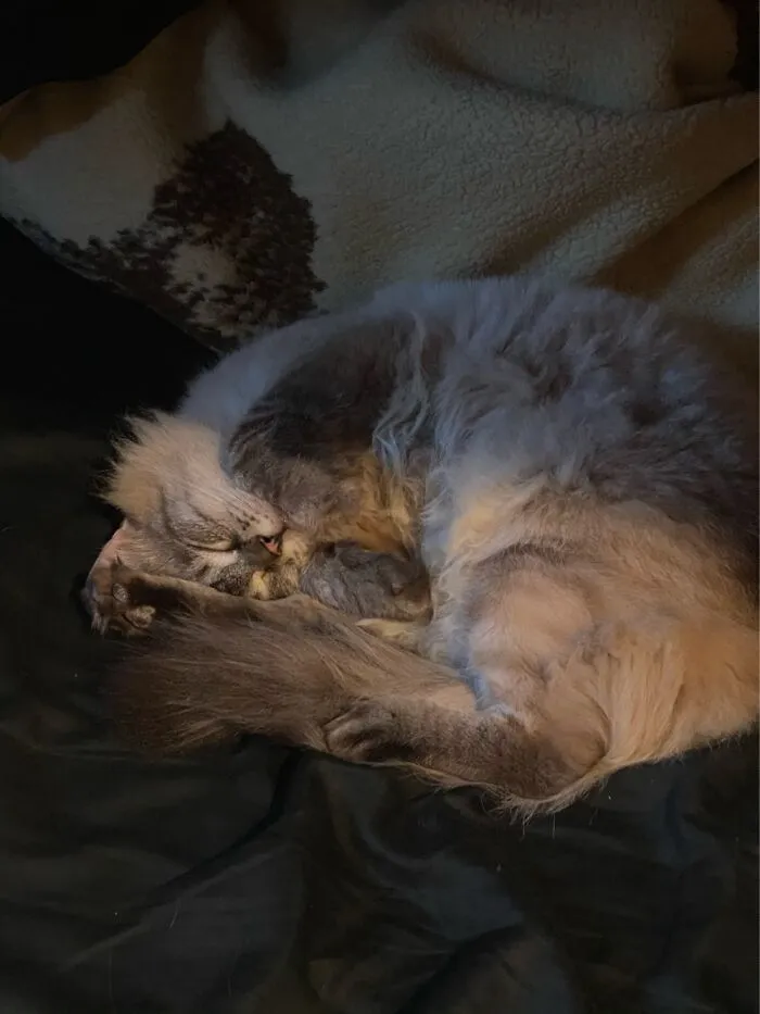 Pure Cuteness