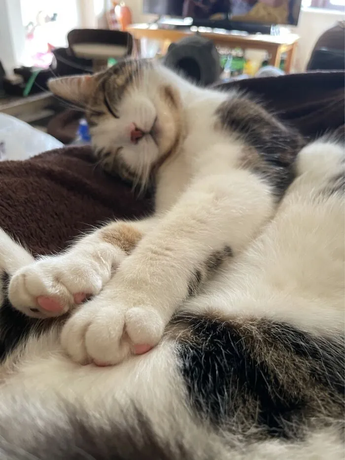 My Sleepy Willow