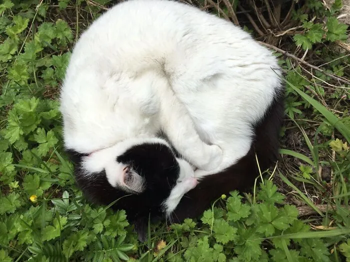 Little Ball Of Fur