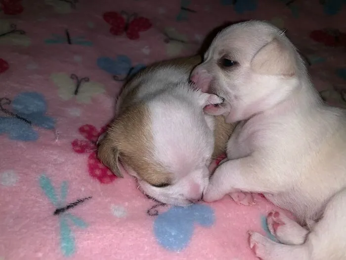 I Dreamt I Was Chewing On Your...oh Never Mind