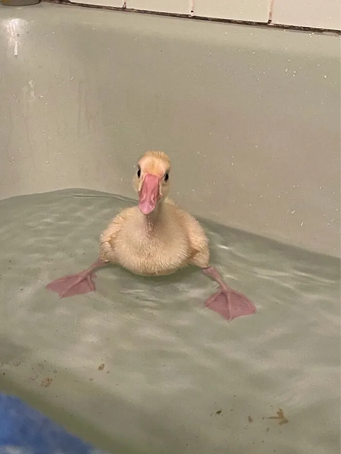 My Gosling Doing The Spilt