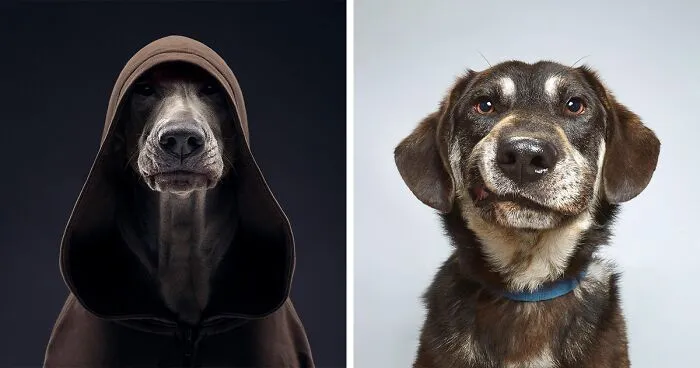 We Explore The Uniqueness Of Different Dog Breeds And Their Beautiful Personalities (30 New Pics)