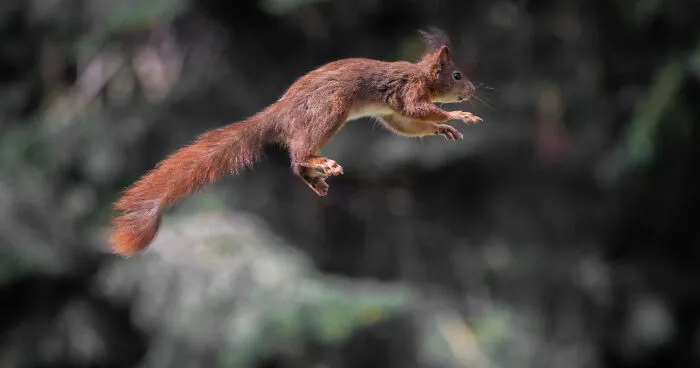 I've Been Photographing Red Squirrels For 6 Years, Here Are My 19 Photos To Show How Acrobatic They Really Are