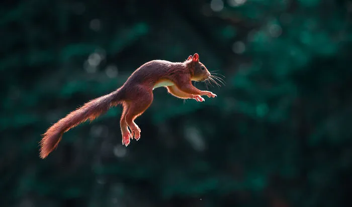 I've Been Photographing Red Squirrels For 6 Years, Here Are My 19 Photos To Show How Acrobatic They Really Are