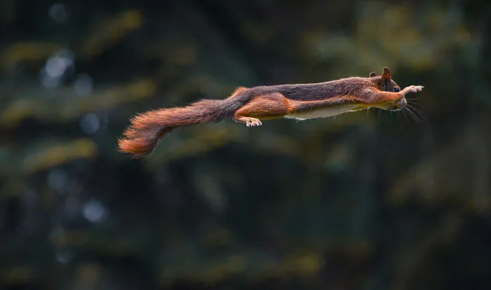 I've Been Photographing Red Squirrels For 6 Years, Here Are My 19 Photos To Show How Acrobatic They Really Are