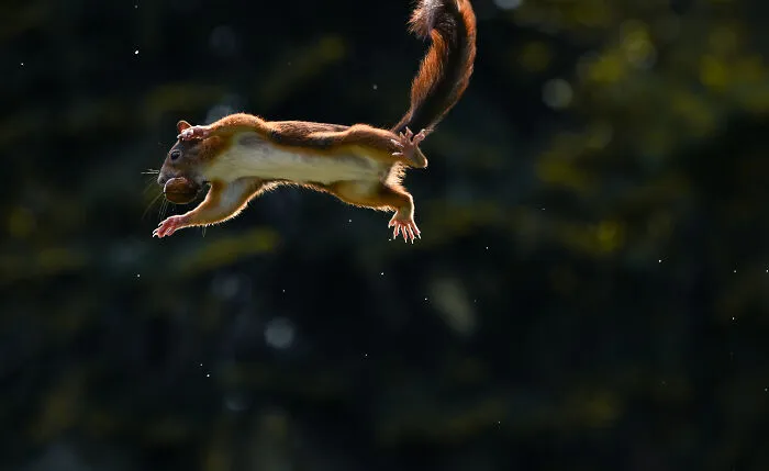 I've Been Photographing Red Squirrels For 6 Years, Here Are My 19 Photos To Show How Acrobatic They Really Are