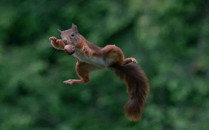 I've Been Photographing Red Squirrels For 6 Years, Here Are My 19 Photos To Show How Acrobatic They Really Are