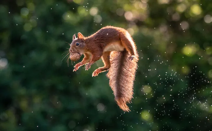 I've Been Photographing Red Squirrels For 6 Years, Here Are My 19 Photos To Show How Acrobatic They Really Are