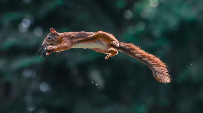 I've Been Photographing Red Squirrels For 6 Years, Here Are My 19 Photos To Show How Acrobatic They Really Are