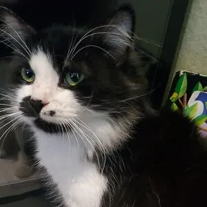 Kitty cat