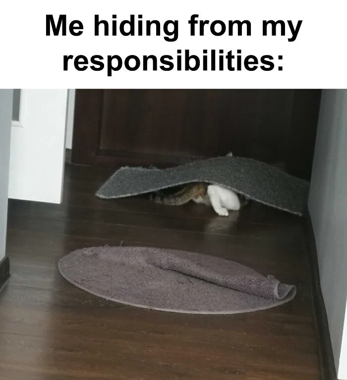 This Is My Cat And We Are On The Same Page