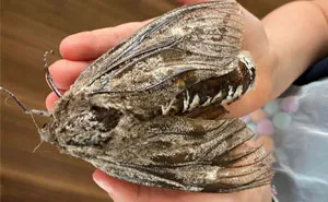 50 'Mildly Interesting' Things Spotted In Nature That Are Actually Surprising (New Pics)