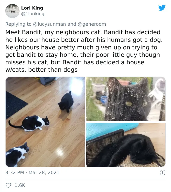 40 "My Cat, Not My Home" And "My Home, Not My Cat" Tweets About Cats That Do What They Want