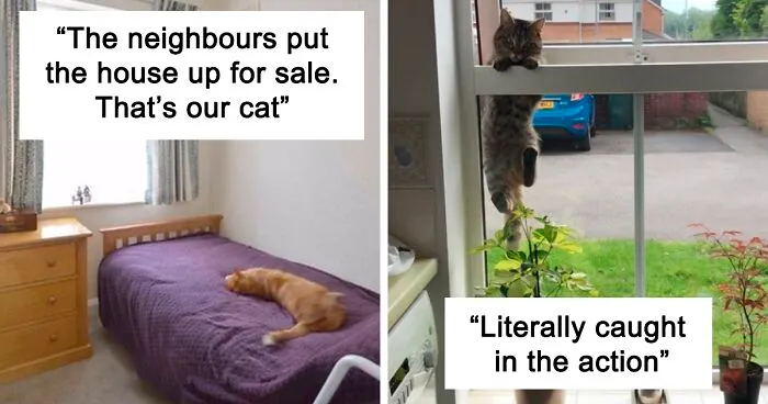 40 "My Cat, Not My Home" And "My Home, Not My Cat" Tweets About Cats That Do What They Want