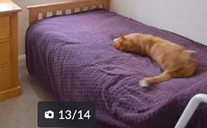 40 "My Cat, Not My Home" And "My Home, Not My Cat" Tweets About Cats That Do What They Want