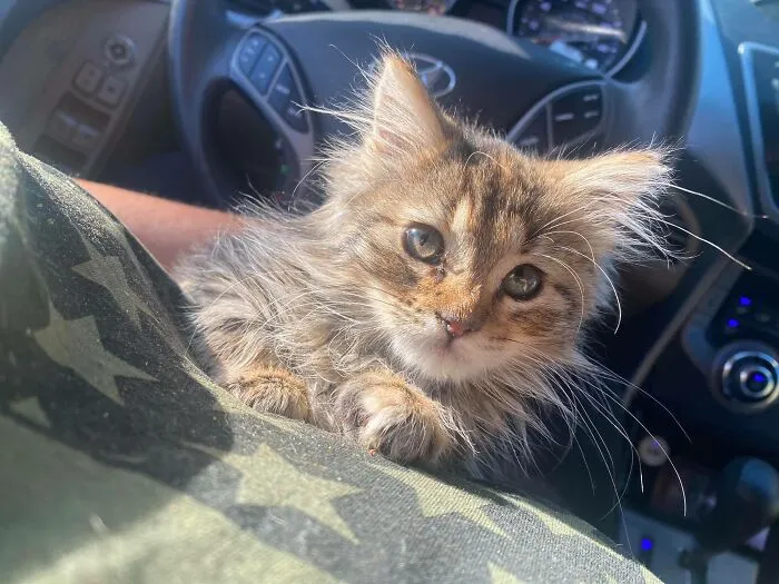 My Car, Not My Cat