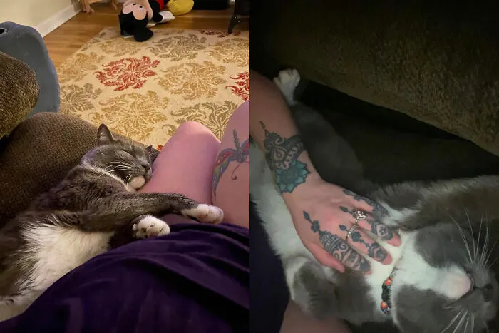 Finn Is My Messenger Kitty With Whom  I Wrote The Note On His Collar After  He Snuck In My House While I Was Carrying In Groceries & Then Just Kept Coming Back
