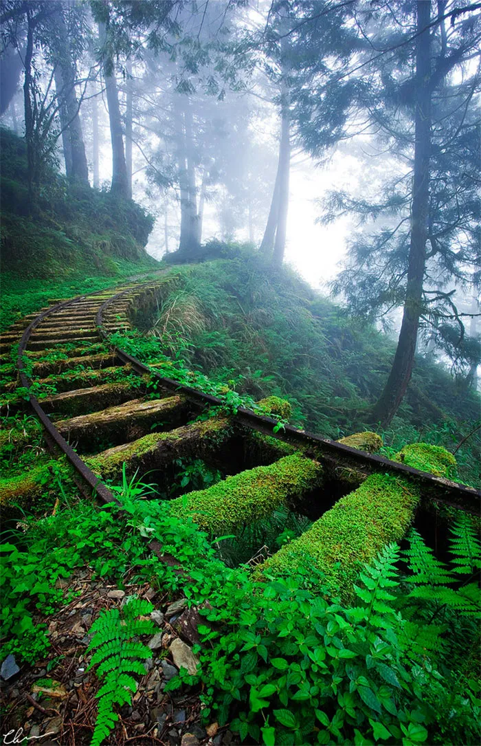 Vías de ferrocarril en el bosque (Taiwán)