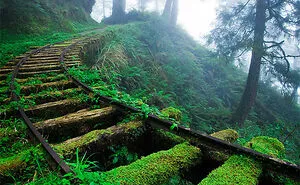 50 Times Nature Won The Battle Against Civilization (New Pics)