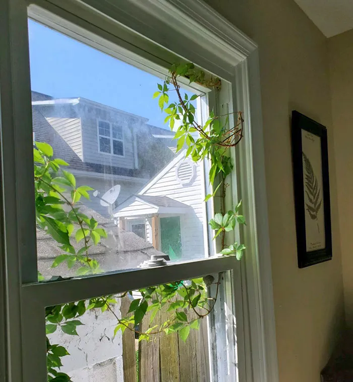 While My Sister Was On A Long Business Trip An Outdoor Plant Grew Indoors Through A Locked Window