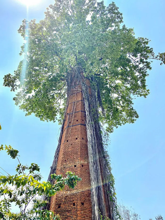 Árbol que creció del interior de una chimenea abandonada