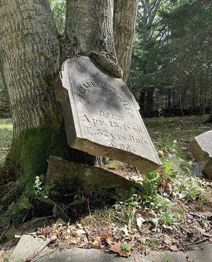 Nature Wins Again.  Found This While Hiking In Boothbay, Maine