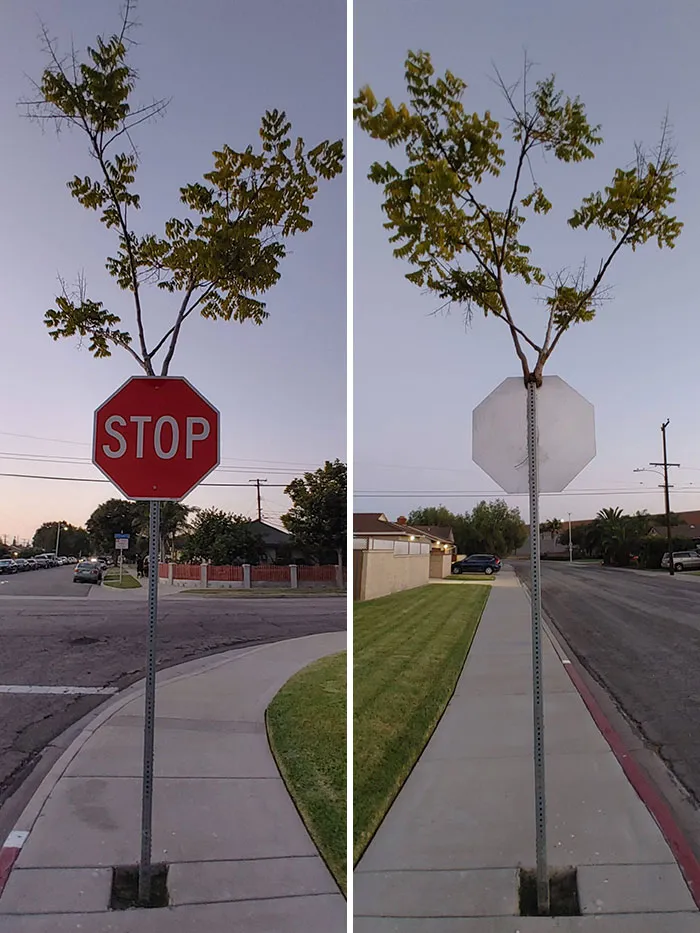 Este árbol creció a través de una señal de Stop