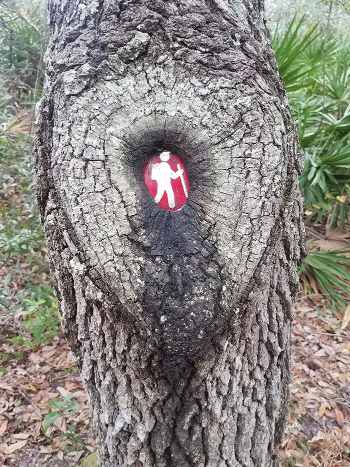 Árbol que crece alrededor de una señal de senderismo