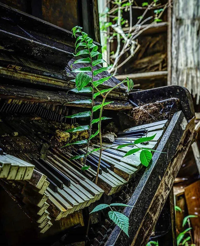 A Piano Left To Nature